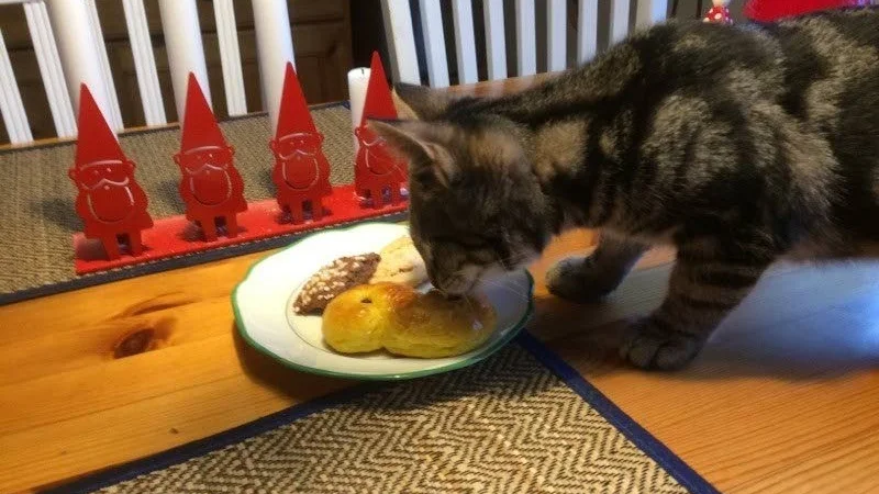 Kisse. Kattungen Nisse i Östervåla kalasar på en färsk lussebulle.