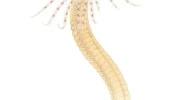 Havsborstmask. Havsborstmasken, Branchiomma inconspicua, skildras i den 18:e volymen av Nationalnyckeln.