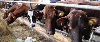 Missvisande att jämföra Norrmejerier med Arla