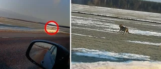 Ny varg kan ha siktats i Tierp
