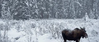 Två älgolyckor på bara en timme
