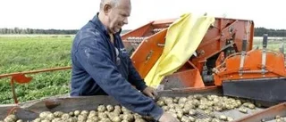 Dags för potatisskörd
