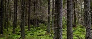 Priset på skog fortsätter att stiga