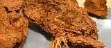 Nordamerika befolkades redan för  15 000 år sedan