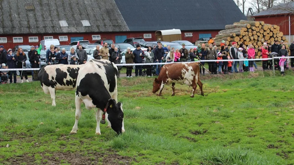 Här en bild från kosläppet i Lörstad för några år sedan.