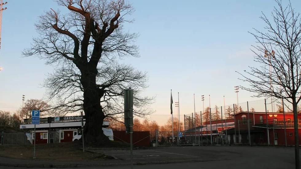 SKYDDAD EK. Tekniska nämnden i kommunen påpekar vikten av att skydda ekarna intill planen, bland annat den vid entrén, för ett bygge av en aktivitetshall.