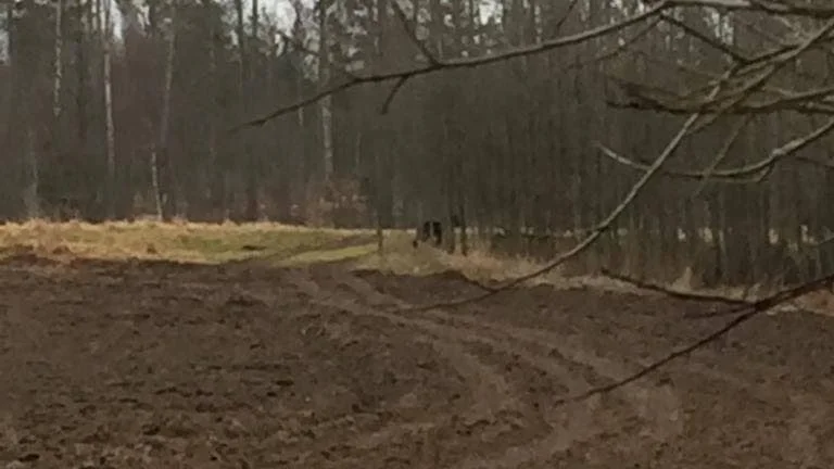 Långt därbort, bakom träden, står den varg som siktades strax utanför Godegård på långfredagen.