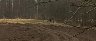 Var det en varg jägarna såg?