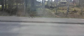 Lidande räv oroar djurägare