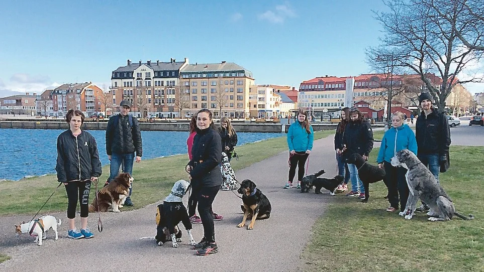 På flockpromenad, träning, umgänge och terapi för hundar. Foto: Åsa Thaberman
