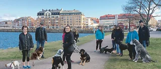 Ute på vandring med hundflocken