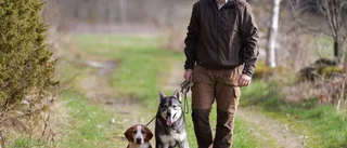 Testa hunden – med radiostyrd älg