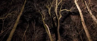 Skydda skogen