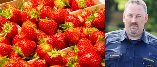 Larmet inifrån jordgubbsfusket: "Handlar om miljardbelopp"