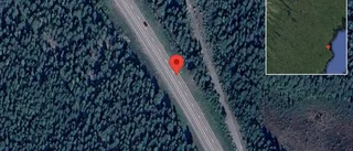 Varning för älg på E4          