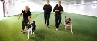Nya inomhushallen öppnar – hundägare kan träna året om