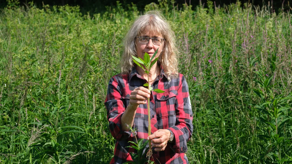 Lena Bondestad, naturvårdshandläggare vid Länsstyrelsen, visar upp ett exemplar av den invasiva växten jättebalsamin.