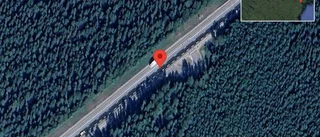 Trafikverket varnar för kor på vägen på E4