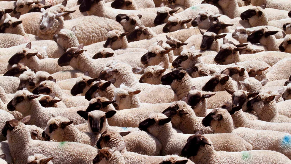 Flock.