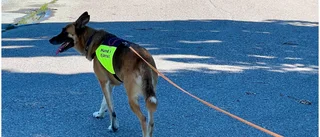Senaste spåren i jakten på Essie – sökhund på plats