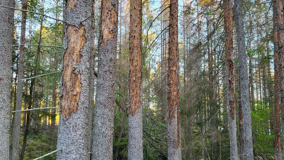 I flera reservat är det livsfarligt att gå eftersom de dödade träden kan falla vid plötslig blåst. Varningsskyltar bör sättas upp av reservatsförvaltarna, menar markägarna. Bilden är från Högboda reservatet öster om Björsäter.