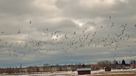 Flyttfåglarna anländer till Öjebyn, en rovfågel oroar dem därför är de iluften.