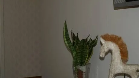 LEK MED TAPETER. Fondväggar, mönstrade tapeter i hela rummet, färger - inred ditt hem personligt. Tapeter är lätta att byta ut!