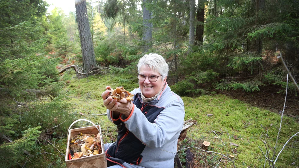 Korgen full! Riina Noodapera plockar mycket svamp och gärna arter som få andra bryr sig om. Traditionen i Estland och Baltikum ser annorlunda ut, där kan restauranger servera kokt potatis med svampsås.