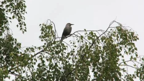Nötkråkan, en sällsynt gäst på besök på Karl-Gustavsgatan i Arvidsjaur.