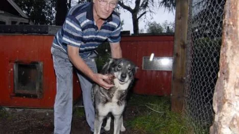 I drygt fyra dygn letade hundägaren Jan Bjelfman i Moskosel efter sin försvunne elvaårige gråhund Boris innan den hittades efter tips från en fjärrskådare. "Man kan inte tro att det är sant. Jag hade gett upp hoppet om att min gamle jaktkompis fanns  i livet", säger Bjelfman och klappar om sin återbördade hund.