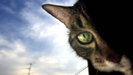 Tvistemålet gäller en katt vars ägare lät sin väninna bli tillfällig vårdnadshavare förra sommaren, och inte fått tillbaka katten efter det.