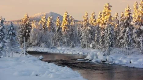 Midvinterljuset när det är som bäst. Den lågt stående solen färgar fint i topparna på de snöklädda träden