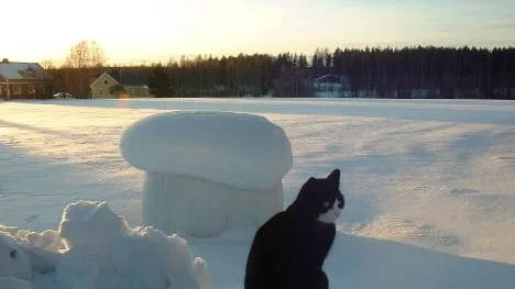 Katten Sussi väntar på något, medan solen skiner.