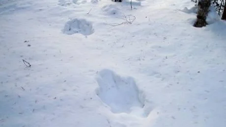 OKÄNDA DJURSPÅR. I byn Markitta har innevånarna uppmärksammat djurspår man inte sett tidigare.