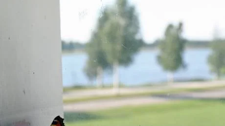 INSTÄNGD. Nässelfjäril i Aines konstmuseum i Torneå. På andra siden Stadsviken skymtar Haparanda stad.