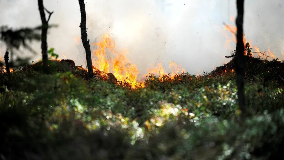 Torrt i marken. Efter senaste tidens väder finns det större risk än vanligt för bränder.
