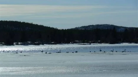 Allt mer öppnar sig vattnet och fåglarna flockas kring de kvarvarande iskanterna.