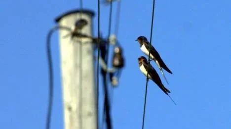 2,2 miljoner telefonstolpar som denna ska bort i Telias stora teknikskifte. Det får efterverkningar för dem som bor där det mobila nätet saknar täckning.