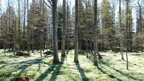 Jag kom just tillbaks till Laisvall från ett ställe där det vita på marken inte var snö.