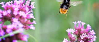 Det klipps för mycket gräs – anlägg blomsterängar