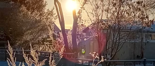 Läsarbilden: Vintrigt träd i Boden
