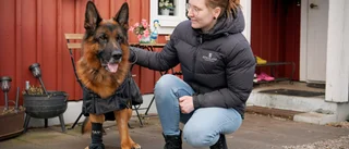 Fina gesten – till sjuka hunden Loke: "Så många som skrev"