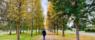 Läsarbilden: Fin höstpromenad 