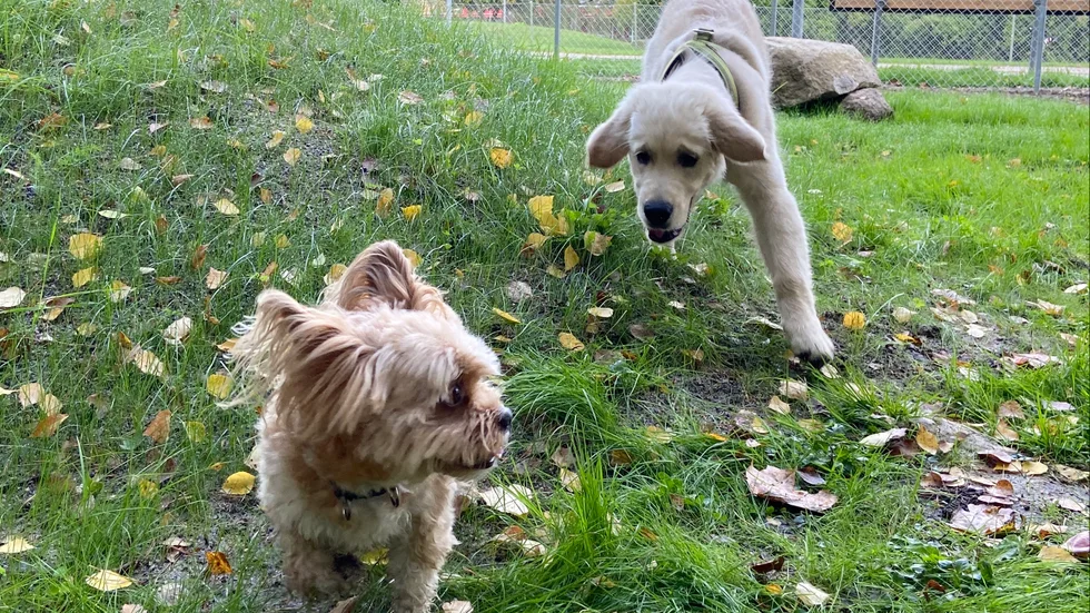 Sixten och Börje fick förmånen att besöka den nya hundparken.