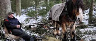 Martins häst Robust ersätter maskinernas jobb ute i skogen