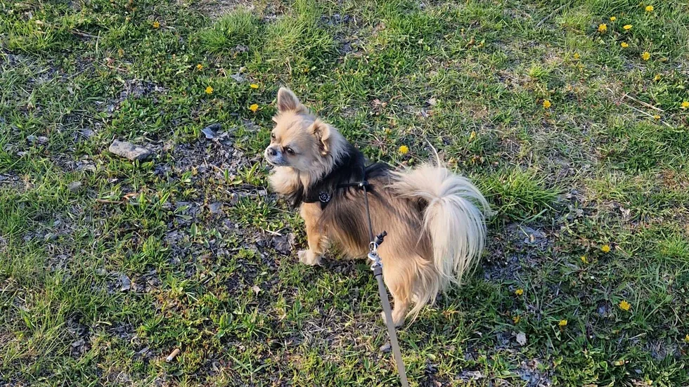 Chihuahuan Rosco blev ihjälbiten av en annan hund på midsommarafton. "Jag ville inte tro att det var sant", säger Roscos ägare.