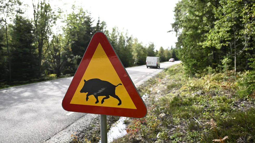 Politiska beslut ligger bakom den explosiva ökningen av vildsvin i Sverige. Arkivbild.
