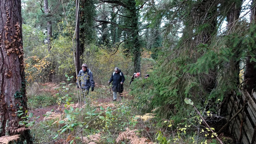 Vandrarna passerar exotisk natur vid Åhsbergska hagen.