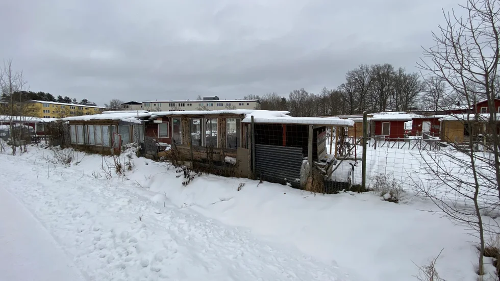 Koloniområdet i Råbergstorp i Eskilstuna som Jari Puustinen (M) vill låta riva.