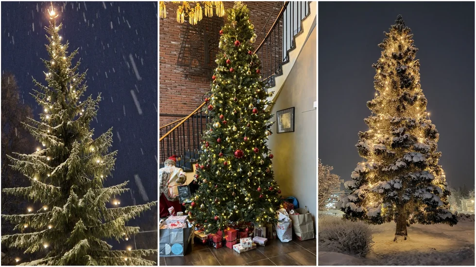 1. Julgran i Byske, 2. Comfort Hotel Skellefteås julgran (tidigare Stadshotellet), 3. Julgranen vid Musikens hus i Norsjö.